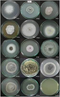 Xenomyrothecium tongaense PTS8: a rare endophyte of Polianthes tuberosa with salient antagonism against multidrug-resistant pathogens